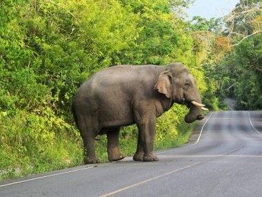 Découverte de la faune et de la flore de Khao Yai