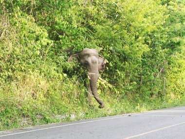 Découverte de la faune et de la flore de Khao Yai