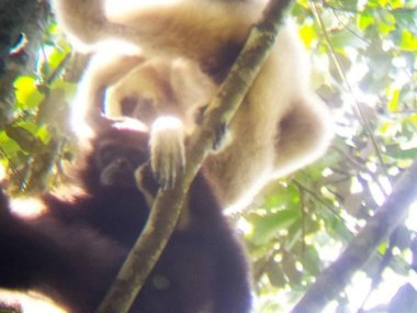 Découverte de la faune et de la flore de Khao Yai