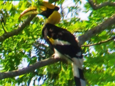 Découverte de la faune et de la flore de Khao Yai