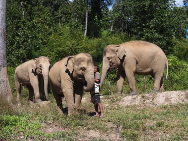 Doi Inthanon & Sanctuaire d'éléphants – Trek & Nuit chez les Karen