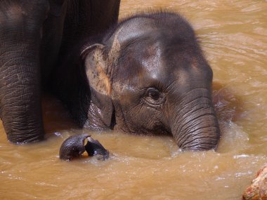 Doi Inthanon & Sanctuaire d'éléphants – Trek & Nuit chez les Karen