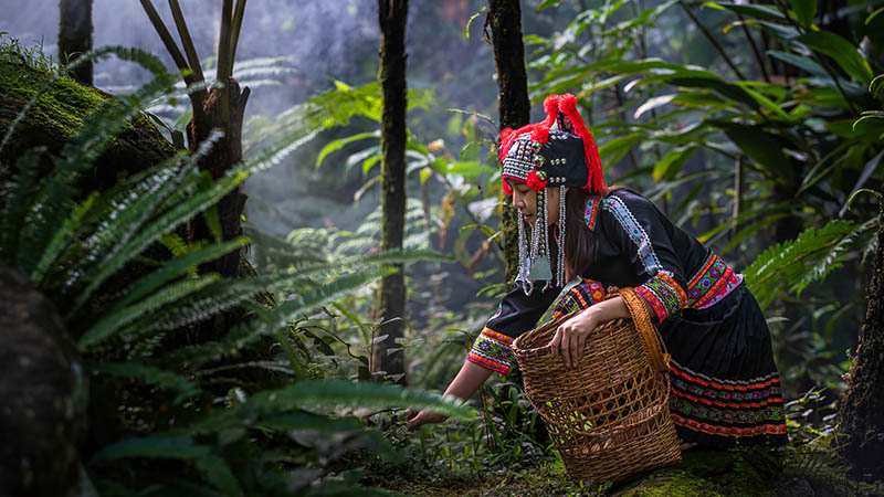 Immersion dans un village Akha