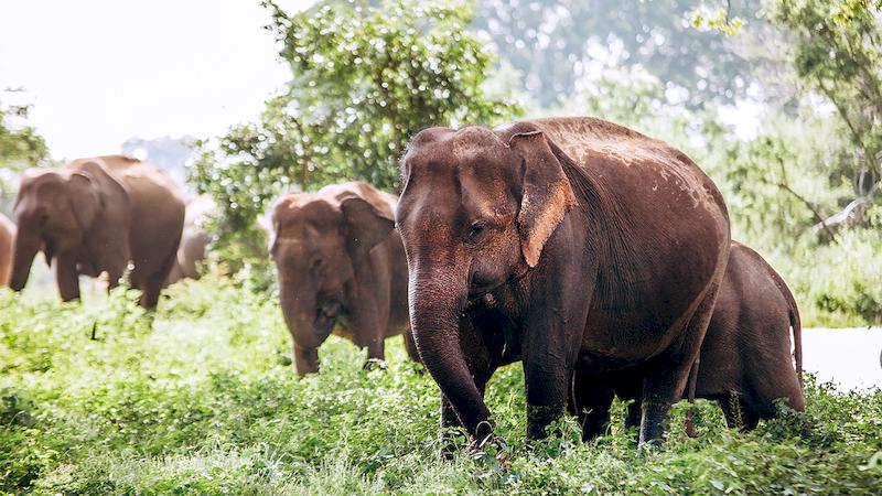 Demi-journée dans un sanctuaire d'éléphants