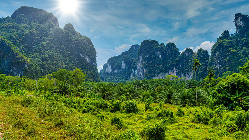 Trek dans la jungle