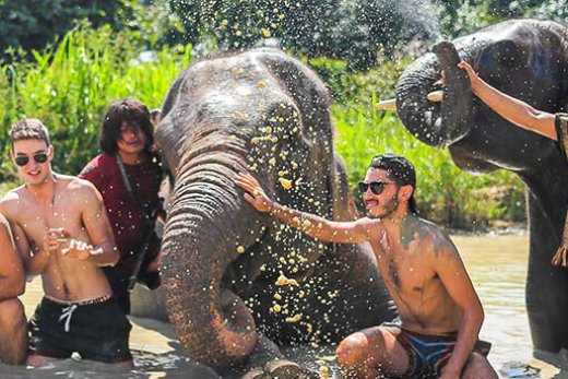 Un Tshirt gratuit pour célébrer la journée mondiale de l'éléphant !