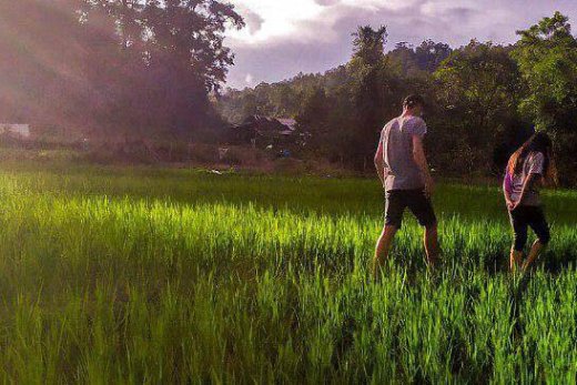 Les rizières à étage en Thailande à Chiang Mai
