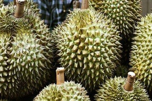 La saison du Durian c'est maintenant !