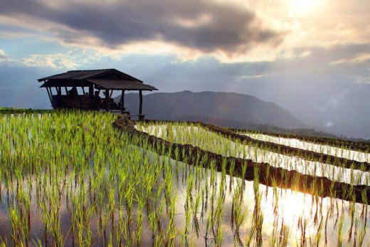 Saison des rizières en Thaïlande: un spectacle enchanteur (2023)
