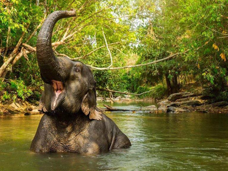 Elephant Jungle Sanctuary Phuket