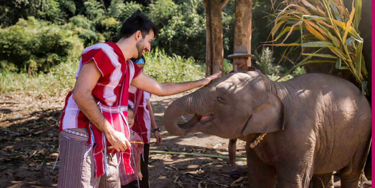 Journée éléphants